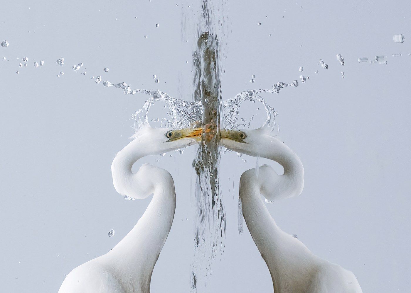 Great Egret fishing in fog.