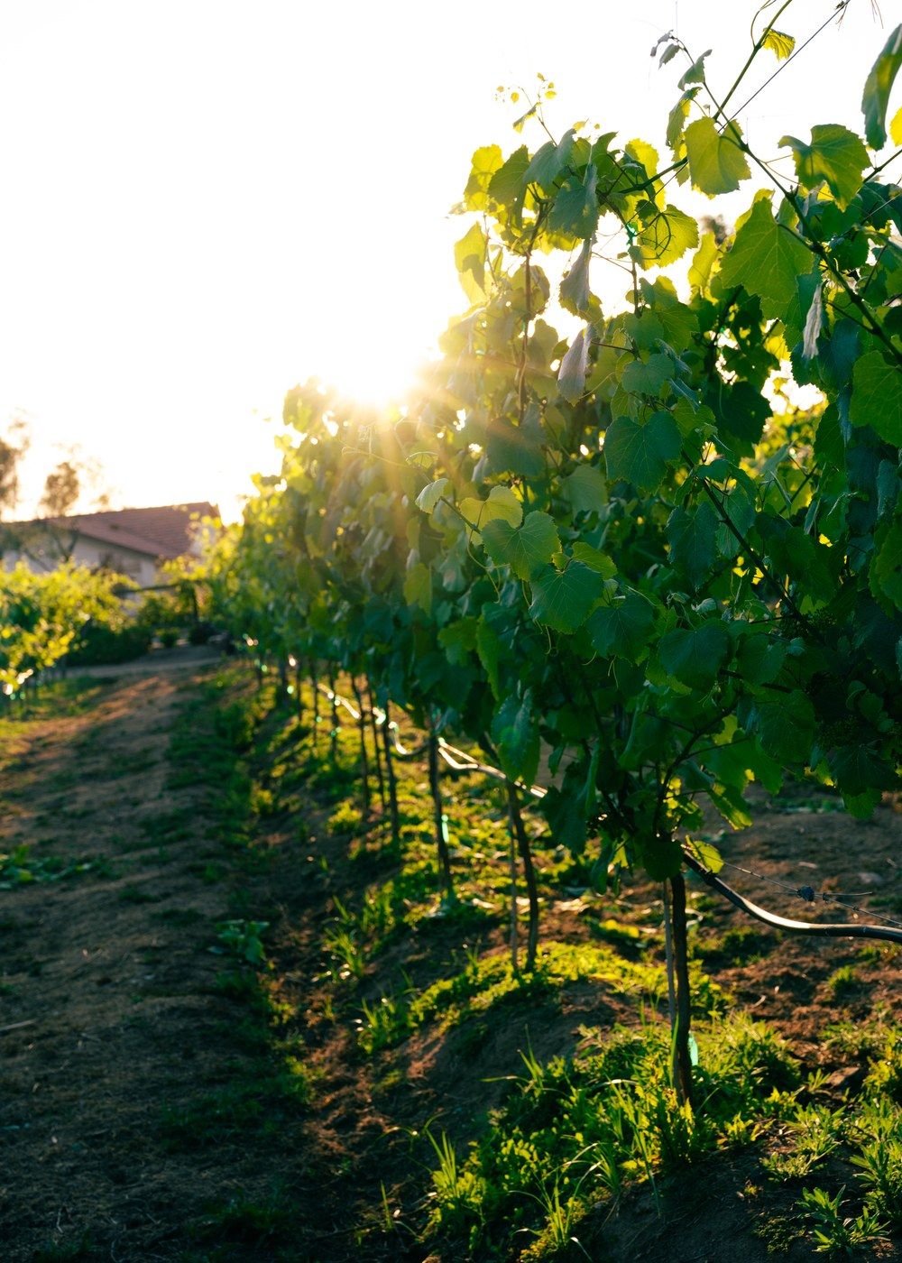 Grapevines at Bernardo Winery.